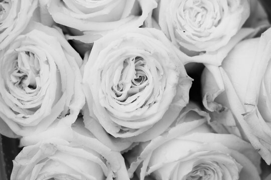 Beautiful bouquet of fresh roses in black and white monochrome.