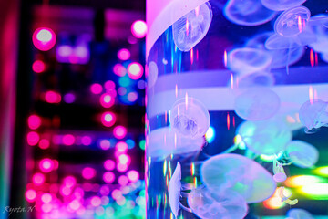 クラゲとLED