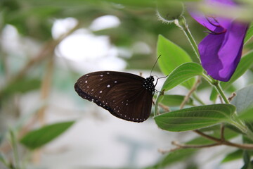 Travel to South East Asia, 2014