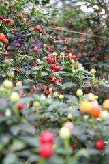 Travel to South East Asia, 2014