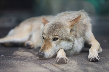 チュウゴクオオカミ