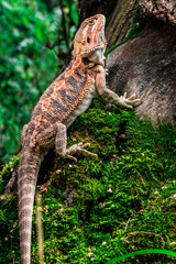 dragon