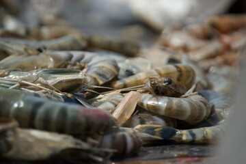 lobster on the market