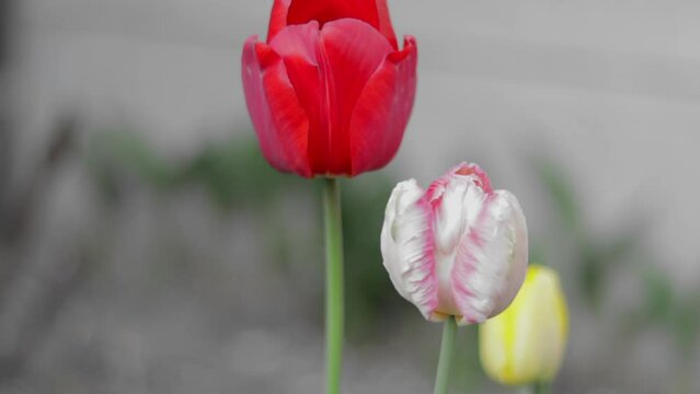 Tulips bloom in the garden. Bright colored tulips growing in the garden, heads moving in the slow wind.