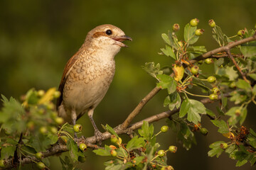 Female of red-backed shrike, lanius collurio, calling and singing with open beak on a twig with green leaves in summer nature. Small brown bird sitting on a branch from front view.