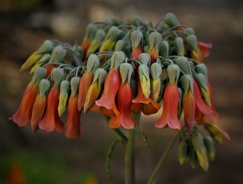 Chandelier Plant" Images  Browse 431 Stock Photos, Vectors, and Video |  Adobe Stock