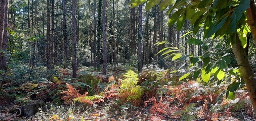 Pine Forest in Colour