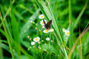 ヒメジョオンに止まるベニシジミ（夏型）