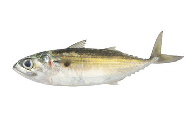 Jack mackerel fish isolated on white	background