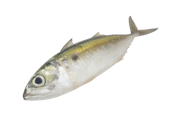 Fresh jack mackerel fish isolated on white	