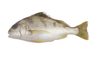 Saddle grunt fish isolated on white background, Pomadasys maculatus