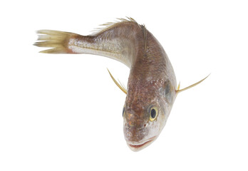 Raw croaker fish isolated on white background	