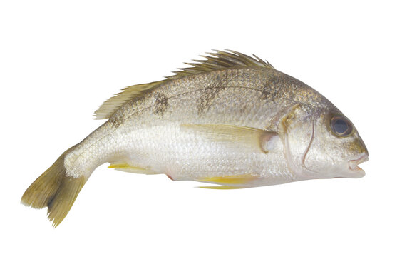 Whole raw saddle grunt fish isolated on white background	