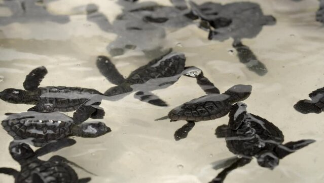 peaceful baby turtles swimming in pond of turtle hatchery awaiting for release into the sea