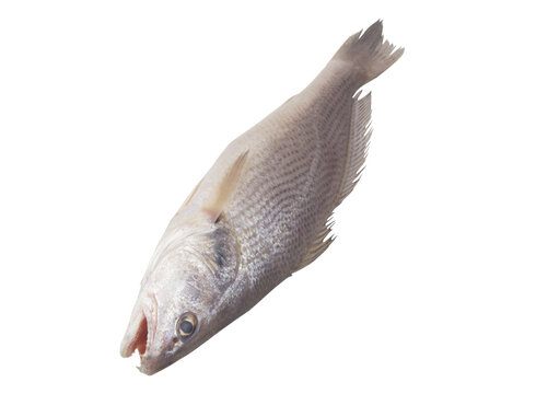 Raw jewfish or ghol isolated on white close up