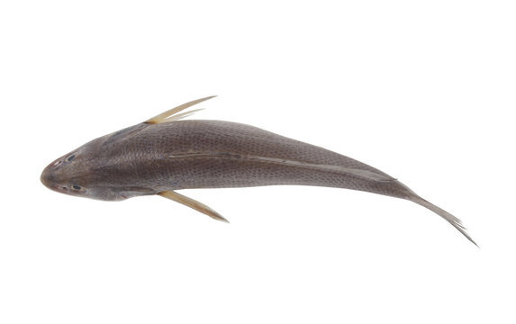 「Jewfish」の画像 - 172 件の Stock 写真、ベクターおよびビデオ | Adobe Stock