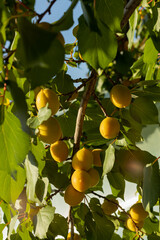 a mature yellow apricot on a tree against a background of delicate green leaves with a blurred background.