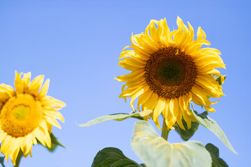 Sunflower field landscape close-up