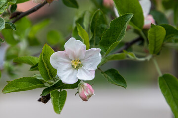 Selective focus on an apple blossom in Springtime in a garden in Switzerland. 