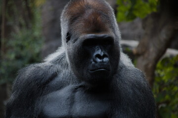 thinking gorilla