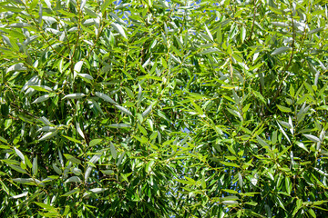Green leaves of a tree. Natural flowering tree leaves.