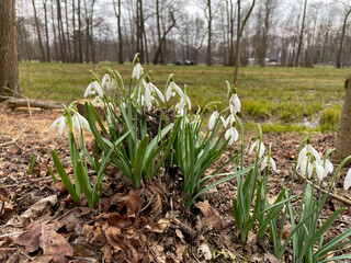 spring in the garden