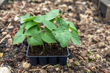 Selective focus on bean seedlings in a black plastic tray standing on a well manured garden bed. 