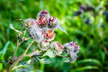 Burdock burdock. Sticky herbaceous plant, burdock-aster.Herbaceous medicinal plant Arctium burdock.