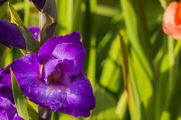 Macro view of water drops on purple gladiolus petals after rain.