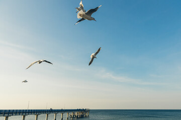 Seagulls flying high in the wind against the blue sky and white clouds, a flock of white birds