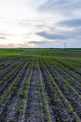 Fototapeta na wymiar Field with rows of young corn. Sunrise in the countryside.. Growing corn seedling sprouts on cultivated agricultural farm field under the sunset.