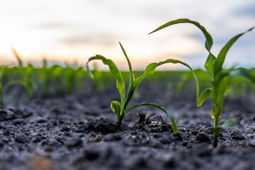 Young green maize corn in the agricultural cornfield in the evening sunset. Agriculture.