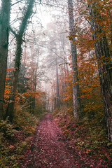Naklejka premium misty autumn forest 