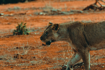 Young lioness hunting at sunset in the middle of the savannah - 526514652