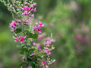 Obraz premium 萩の花
