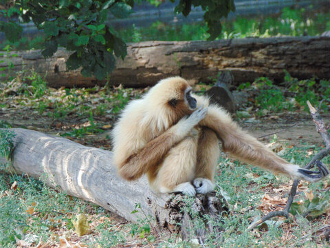 Lar Gibbon (Hylobates lar) moneky at the zoo