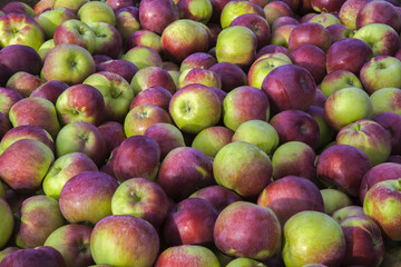 orchard harvest apple background organic fruits fresh nutrition