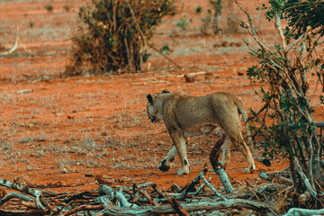 Young lioness hunting at sunset in the middle of the savannah - 526515081