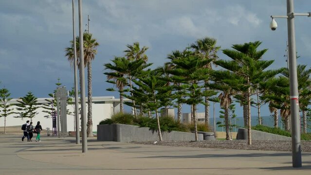 A view of tall trees on the coast of Scarborough beach in Perth, Western Australia