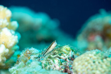 小笠原　ヒトスジギンポ