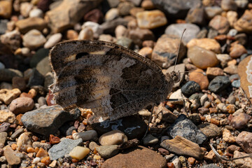 Grayling butterfly of brown color sits on stones. High quality photo