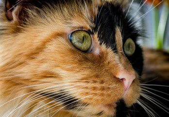 close up portrait of a cat main coon