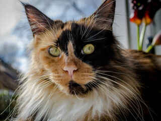 portrait of a cat main coon