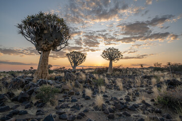 Desert landscape with with quiver trees (Aloe dichotoma), Northern Cape, South Africa