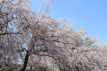 Naklejka premium 春 徳佐八幡宮 桜 しだれ桜