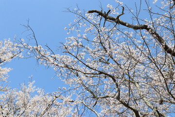 春　徳佐八幡宮　桜　しだれ桜