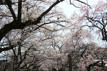 春　徳佐八幡宮　桜　しだれ桜