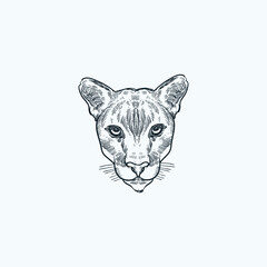 Vintage hand drawn sketch Cougar mountain lion head