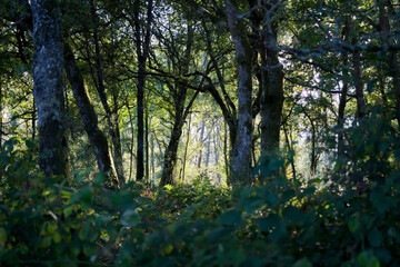 Bosque tradicional gallego