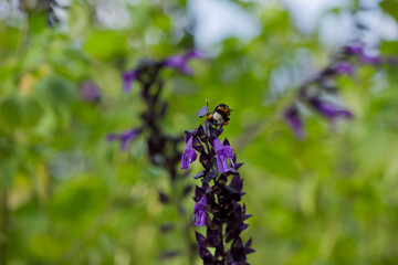 Abeja libando las flores de una salvia amistad